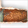 Copper-Pipe-Corrosion