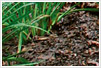 organic mulch around plants 